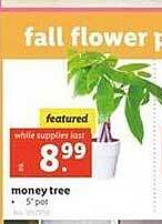 Lidl Money tree offer