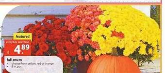 Lidl Fall mum offer