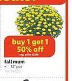 Lidl Fall mum offer