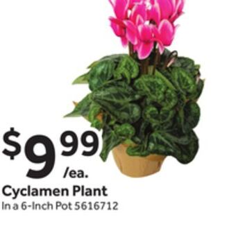 Stop&Shop Cyclamen plant offer