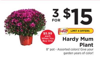 ShopRite Hardy mum plant offer