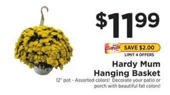 ShopRite Hardy mum hanging basket offer