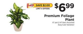 ShopRite Premium foliage plant offer
