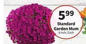 Food City Standard garden mum offer