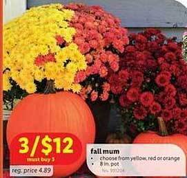 Lidl Fall mum offer