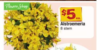 ACME Alstroemeria offer
