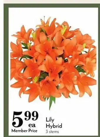 Pavilions Lily hybrid offer