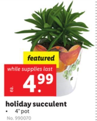 Lidl Holiday succulent offer