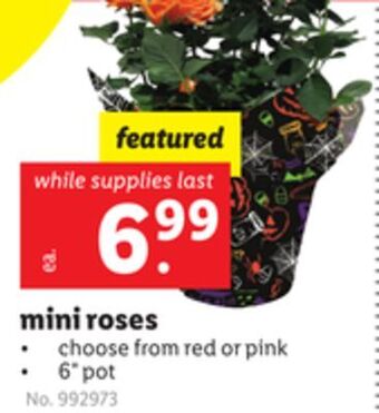 Lidl Mini roses offer