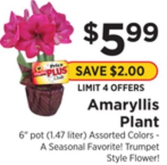 ShopRite Amaryllis plant offer