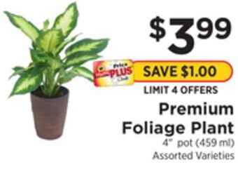 ShopRite Premium foliage plant offer