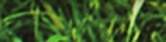 Ace Hardware Ace® rapid repair pods for lawns, 15 oz. offer