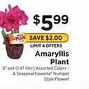 ShopRite Amaryllis plant offer