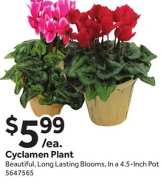Stop&Shop Cyclamen plant offer