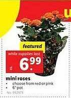 Lidl Mini roses offer