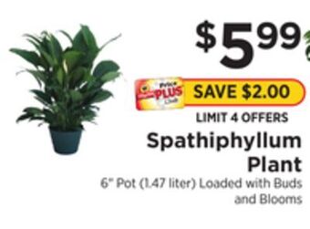 ShopRite Spathiphyllum plant offer