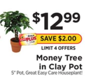 ShopRite Money tree in clay pot offer