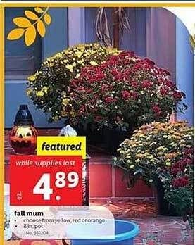 Lidl Fall mum offer