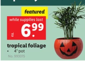 Lidl Tropical foliage offer