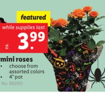 Lidl Mini roses offer