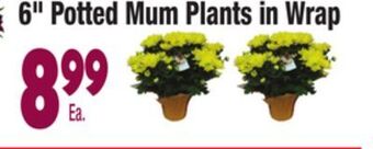King Kullen 6" potted mum plants in wrap offer
