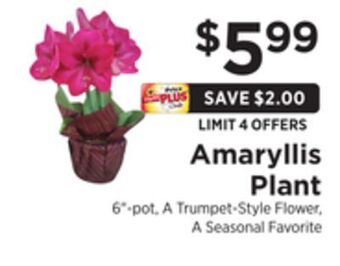 ShopRite Amaryllis plant offer