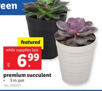 Lidl Premium succulent offer