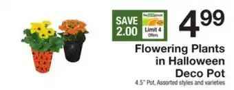 The Fresh Grocer Flowering plants in halloween deco pot offer