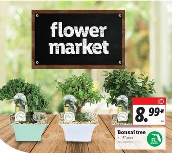 Lidl Bonsai Tree 5"Pot offer