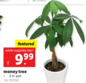 Lidl Money Tree 5 in.Pot offer