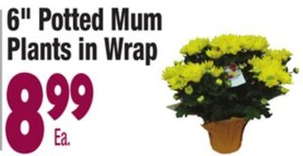 6" potted mum plants in wrap