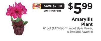 ShopRite Amaryllis plant offer