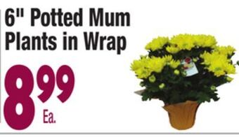 King Kullen 6" potted mum plants in wrap offer
