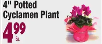 King Kullen 4" potted cyclamen plant offer
