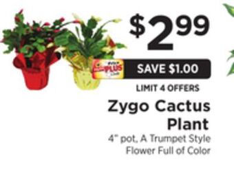 ShopRite Zygo cactus plant offer