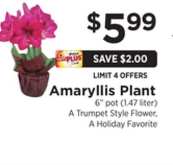 ShopRite Amaryllis plant offer