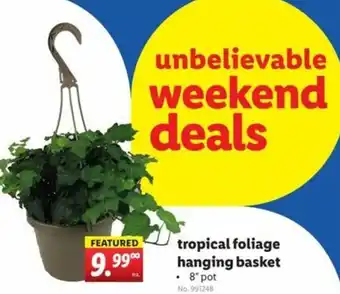 Lidl Tropical Foliage Hangin Basket offer