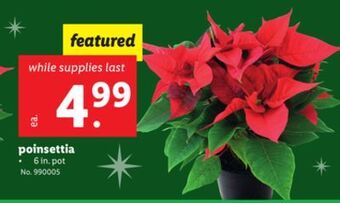 Lidl Poinsettia offer