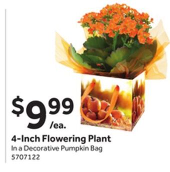 Stop&Shop 4-inch flowering plant offer