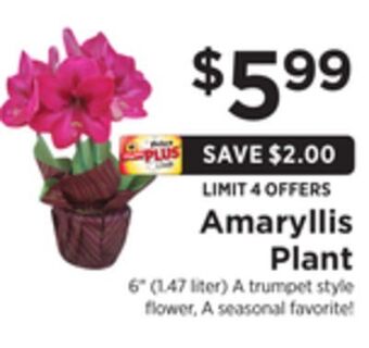 ShopRite Amaryllis plant offer