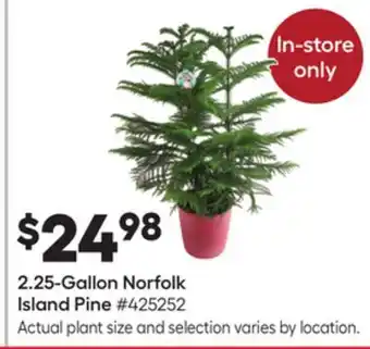 Lowe's 2.25-gallon norfolk island pine offer