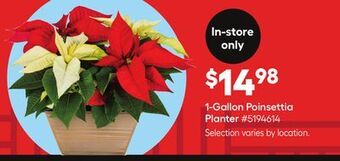 Lowe's 1-gallon poinsettia planter offer