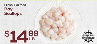 DeCicco & Sons Bay scallops offer