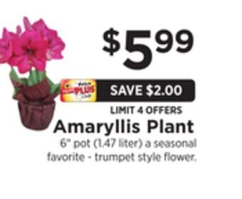 ShopRite Amaryllis plant offer