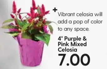 Hy-Vee 4"Purple & Pink Mixed Celosia offer