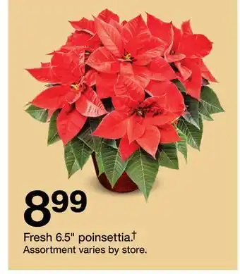 Target Fresh 6.5" poinsettia† offer