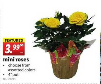 Lidl Mini Roses offer