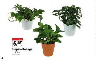 Lidl Tropical Foliage offer