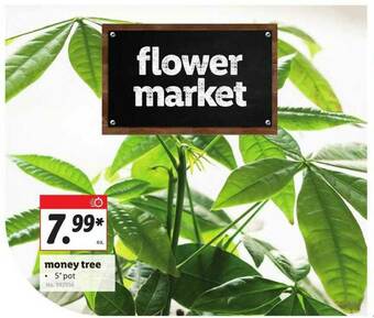 Lidl Money Tree offer