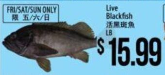 Live Blackfish